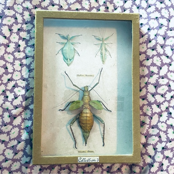 Rare Spectacular Specimen Framed Preserved Insects - Picture 6 of 8